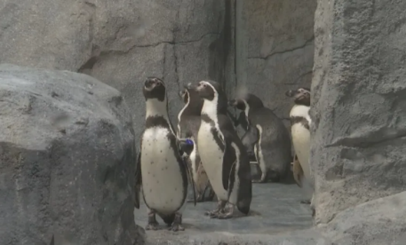 重庆动物园为动物量身定制“御寒套餐”