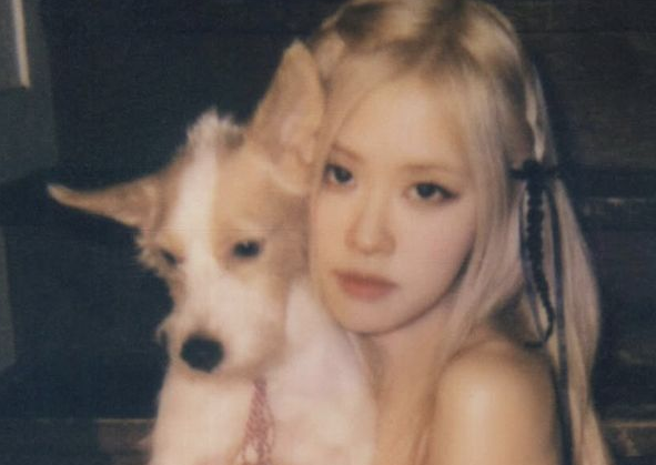 时尚圈的终极战场，为何是毛孩子