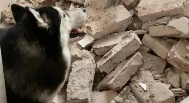 网友家装修，带着家里的拆迁队去了，哈士奇：这点儿活一周就干完