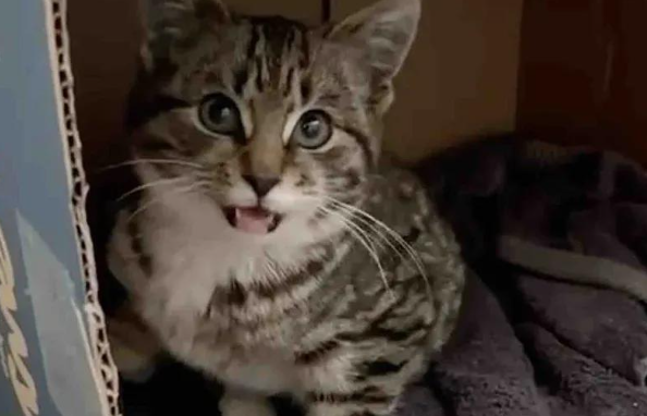 寒冬救助小猫意外收获双倍惊喜，这份坚持终被温柔以待