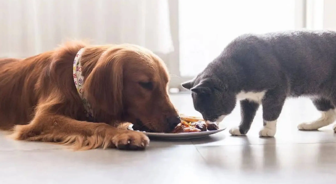 宠粮产量全国第一，山东“统治”中国宠物经济市场