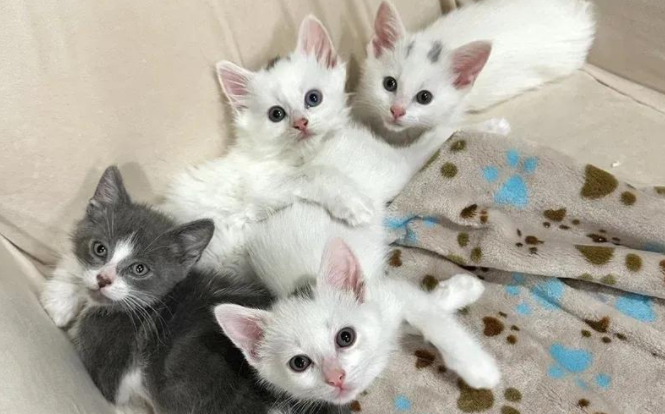 街头孕猫被救后生下四只小猫，暖心成长，终于过上梦想生活