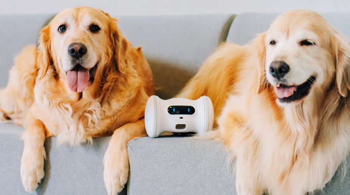 江苏宿迁：宠物智能狗、AI陪伴鹦鹉亮相光明村大集受热捧