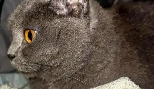 猫咪被拐至千里之外，听到主人呼唤哭到哽咽，陌生人接力送它回家