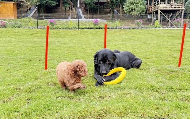 在这里“狗狗”是主角 成都邛崃这处上万平米森犬乐园来啦