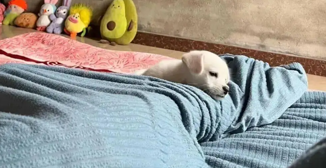 一觉醒来发现孩子捡回来一只小狗，啊啊啊根本不敢动