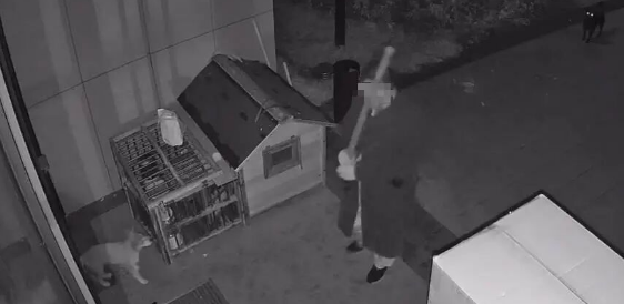 杭州一保安深夜打死宠物狗还藏尸树丛，当事人已被开除