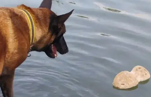 主人被狗子耍得团团转，喜提二百五称号，还痛失一只鞋