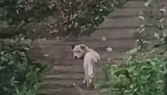 相伴14年老狗独自进山，回头一望瞬间泪目