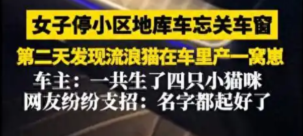 车窗未关流浪猫车内产崽，女子暖心收养一家五口成佳话