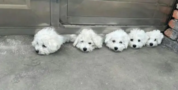 女子下班回家看见小狗排排钻到铁门下面，六只小脑袋都出不来了