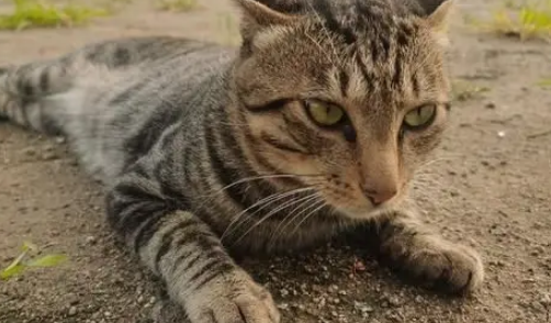 新娘出嫁半月，老家狸花猫追车十公里，准确找到出嫁主人