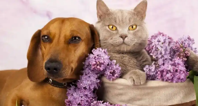 宠粮产量全国第一，山东“统治”中国宠物经济市场