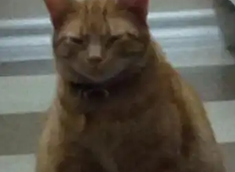 橘猫为吃自助，连夜推翻喂食器！把自己吃成“怀胎六月”