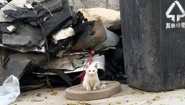他丢弃的猫抓板，却被流浪猫当成珍宝，用执着赌赢了余生幸福