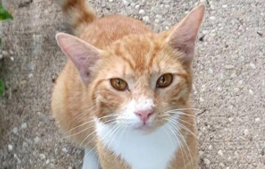 蜜月夫妻想领猫，两流浪猫跨越城市成兄弟，这缘分妙不可言