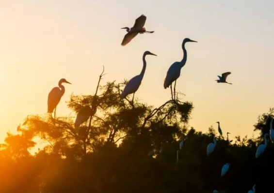 空心村蜕变记：万只鹭鸟当 “招商员”，新农人做 “操盘手”