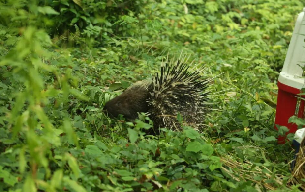 两只豪猪在南京街头“夜跑”，红山动物园：近日没有豪猪出逃