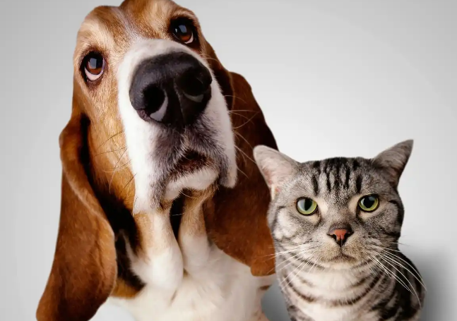 宠物项圈里的心率曲线！1.24亿人靠毛孩子续命的真相太扎心