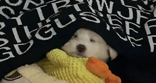 网友领养了一只小奶狗，刚到家就乖乖睡着了，简直是天使小狗