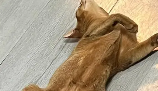 出差将阿比西尼亚猫托付给妈妈，一月后胖若两猫