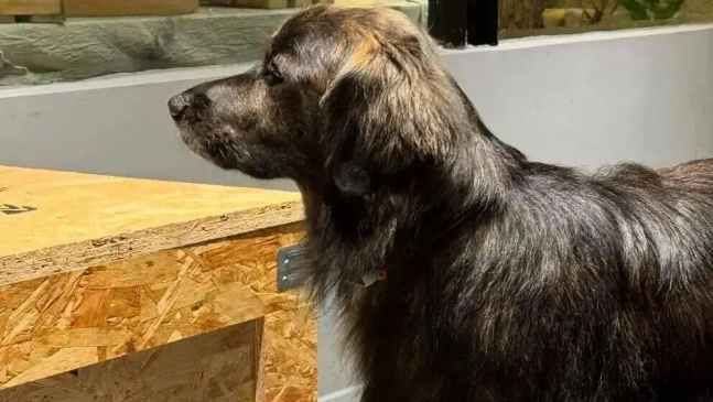 网友说她家金毛是黑芝麻味儿的，我一看……它好特别啊！