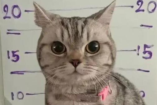 又萌又凶，泰国猫咪连环袭警被捕，拍入案照时满脸写着不服