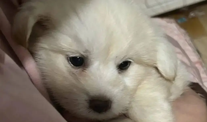 网友领养了一只小奶狗，刚到家就乖乖睡着了，简直是天使小狗