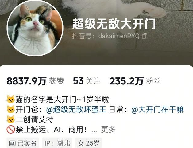 笨猫逆袭成顶流！全网蒸蚌狂欢背后，藏着当代人最需要的治愈