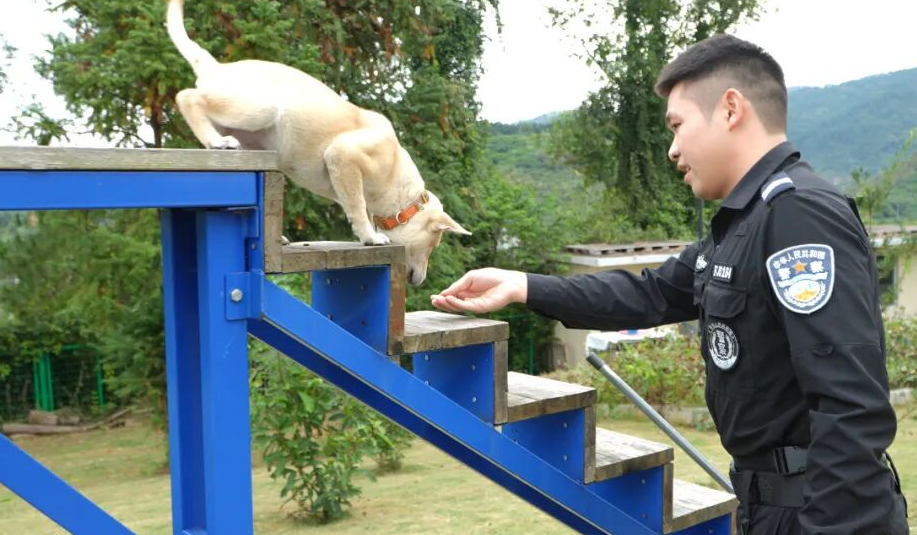 从“小土狗”到“警界奇兵”！广西山地犬百色深山炼成记