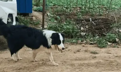 边牧当街被抢，车主死磕40公里，逼得偷狗贼主动送回