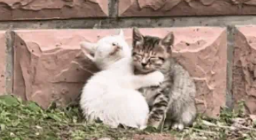 流浪小猫相依为命、小姐姐仗义救助，坐等好心人提供温暖归宿 