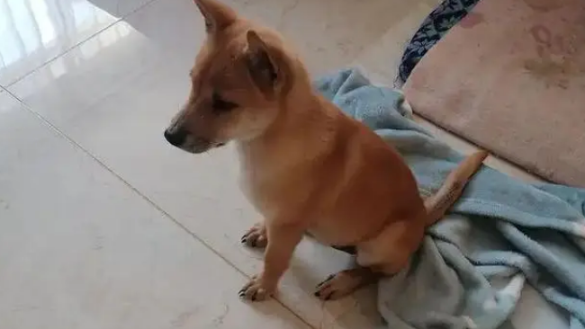 网购金毛收到小土狗，被商家神回复气笑，从嫌弃到真香只用半年！