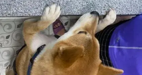 两只柴犬吵着要看主人炒菜，网友看到这一身肌肉：有练背