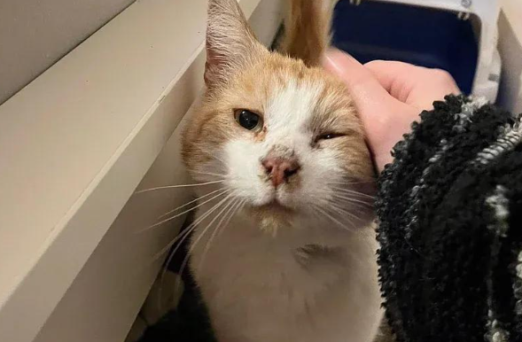 无牙仔的碰瓷，流浪猫用它的故事，让我们看到了信任的力量
