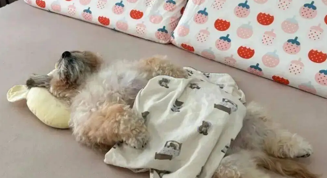 狗狗睡觉时往往很警觉，但网友家的狗……哈哈哈哈！