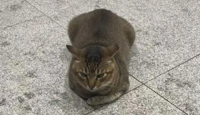 地铁口的流浪猫消失了，墙上字条暖哭全网：愿你被温柔以待