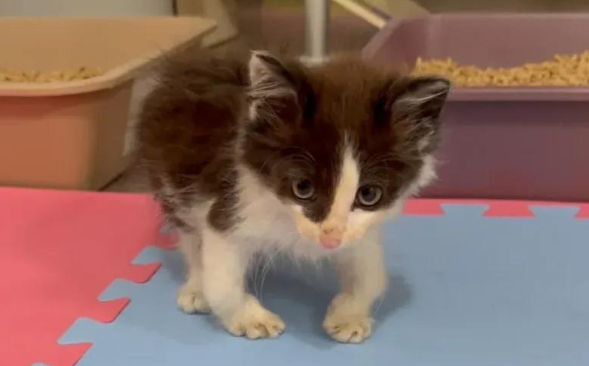 跛腿猫哥带飞社恐猫妹，这对小猫咪的逆袭暖哭无数网友