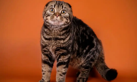 小区流浪猫组成“搜救队”，找回走失布偶猫