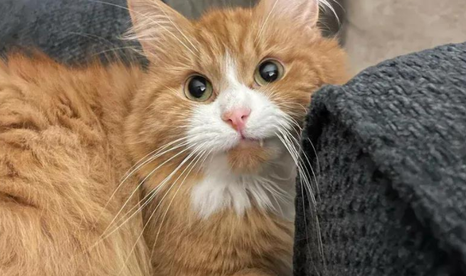 社恐小猫被爱治愈，变身成粘人精，橘猫的逆袭暖哭无数网友