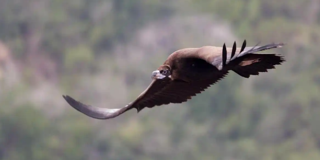 秃鹫濒危、流浪狗激增，印度爆生态危机