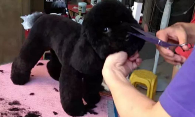 宠主对泰迪动刀子，狗狗竟然上瘾了 