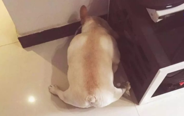 狗狗吃饭有这毛病，原来竟和睡姿有关 