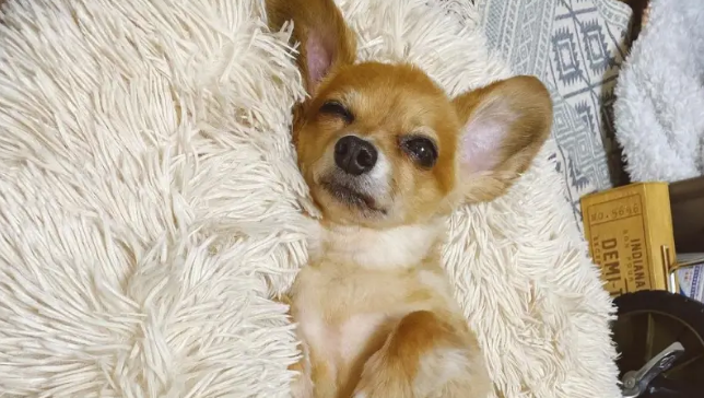 路边捡到一只小串串狗，没想到长大后颜值逆天