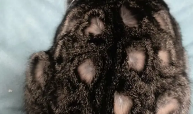 女子晒狸花猫称好玩，网友看后犯密集恐惧：还是金豆豆顺眼