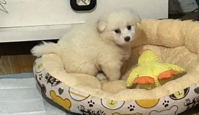 网友领养了一只小奶狗，刚到家就乖乖睡着了，简直是天使小狗