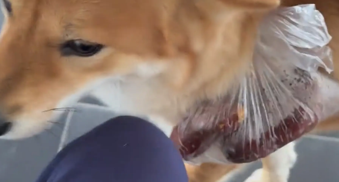 女子上班正饿着，亲妈：让狗给你送饭！