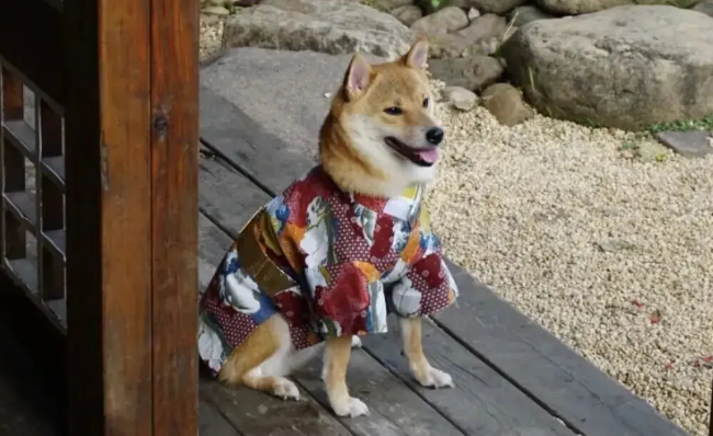 给柴犬买了件和服穿，主人笑了，还是老家的衣服合身