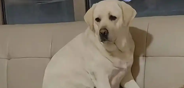 青岛女子刷视频刷到自己的狗在长沙，当事人：丢了三个月