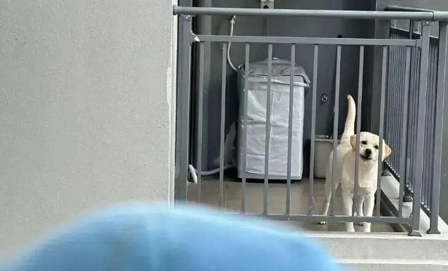隔壁的拉布拉多总是在阳台叫她，妹子鼓起勇气……终于撸到了狗